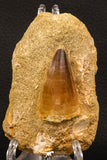 07900 - Top Quality 2.04 Inch Mosasaur (Prognathodon anceps) Tooth in Matrix Late Cretaceous