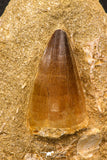 07900 - Top Quality 2.04 Inch Mosasaur (Prognathodon anceps) Tooth in Matrix Late Cretaceous