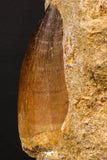 07900 - Top Quality 2.04 Inch Mosasaur (Prognathodon anceps) Tooth in Matrix Late Cretaceous