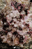 20860 - Pink Cobaltoan Calcite Crystals on Matrix - Bou Azzer Mine (South Morocco)