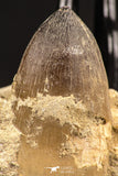 07901 - Top Rare 1.96 Inch Huge Prognathodon curii (Mosasaur) Partial Jaw Late Cretaceous