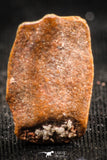 06249 - Beautiful Well Preserved Rare Gar Fish Scale (Obaichthys africanus) From Kem Kem Basin