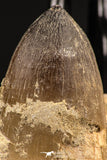 07901 - Top Rare 1.96 Inch Huge Prognathodon curii (Mosasaur) Partial Jaw Late Cretaceous