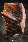 06250 - Beautiful Well Preserved Rare Gar Fish Scale (Obaichthys africanus) From Kem Kem Basin