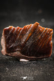 06250 - Beautiful Well Preserved Rare Gar Fish Scale (Obaichthys africanus) From Kem Kem Basin