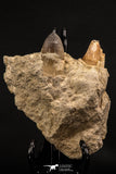 07901 - Top Rare 1.96 Inch Huge Prognathodon curii (Mosasaur) Partial Jaw Late Cretaceous