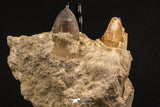 07901 - Top Rare 1.96 Inch Huge Prognathodon curii (Mosasaur) Partial Jaw Late Cretaceous
