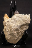07901 - Top Rare 1.96 Inch Huge Prognathodon curii (Mosasaur) Partial Jaw Late Cretaceous