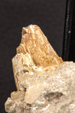 07901 - Top Rare 1.96 Inch Huge Prognathodon curii (Mosasaur) Partial Jaw Late Cretaceous