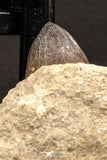 07901 - Top Rare 1.96 Inch Huge Prognathodon curii (Mosasaur) Partial Jaw Late Cretaceous