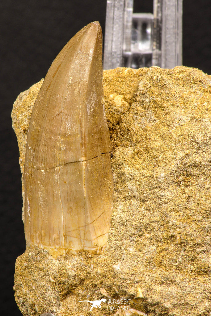 07902 - Top Rare 2.10 Inch Mosasaurus hoffmanni Tooth on Matrix Late Cretaceous