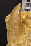 07902 - Top Rare 2.10 Inch Mosasaurus hoffmanni Tooth on Matrix Late Cretaceous