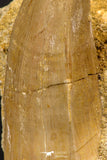 07902 - Top Rare 2.10 Inch Mosasaurus hoffmanni Tooth on Matrix Late Cretaceous