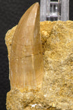 07902 - Top Rare 2.10 Inch Mosasaurus hoffmanni Tooth on Matrix Late Cretaceous
