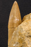 07902 - Top Rare 2.10 Inch Mosasaurus hoffmanni Tooth on Matrix Late Cretaceous