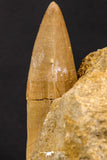 07902 - Top Rare 2.10 Inch Mosasaurus hoffmanni Tooth on Matrix Late Cretaceous