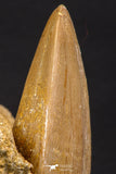 07902 - Top Rare 2.10 Inch Mosasaurus hoffmanni Tooth on Matrix Late Cretaceous