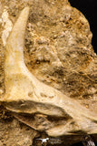 07903 – Top Beautiful 2.93 Inch Sabre-Toothed Fish (Enchodus libycus) Upper Jaw With Fang in Natural Matrix