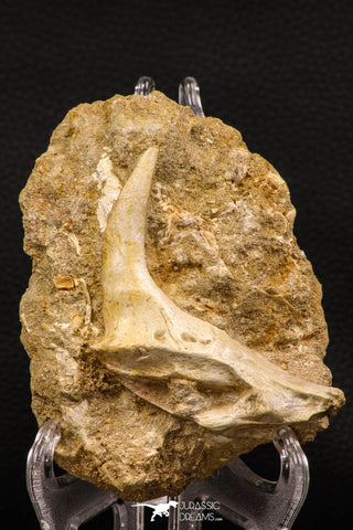 07903 – Top Beautiful 2.93 Inch Sabre-Toothed Fish (Enchodus libycus) Upper Jaw With Fang in Natural Matrix