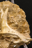 07903 – Top Beautiful 2.93 Inch Sabre-Toothed Fish (Enchodus libycus) Upper Jaw With Fang in Natural Matrix