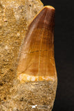 07904 - Top Quality 1.76 Inch Mosasaur (Prognathodon anceps) Tooth in Matrix Late Cretaceous