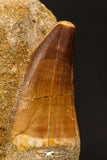 07904 - Top Quality 1.76 Inch Mosasaur (Prognathodon anceps) Tooth in Matrix Late Cretaceous