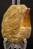 07904 - Top Quality 1.76 Inch Mosasaur (Prognathodon anceps) Tooth in Matrix Late Cretaceous