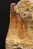 07904 - Top Quality 1.76 Inch Mosasaur (Prognathodon anceps) Tooth in Matrix Late Cretaceous