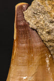 07904 - Top Quality 1.76 Inch Mosasaur (Prognathodon anceps) Tooth in Matrix Late Cretaceous