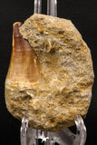 07904 - Top Quality 1.76 Inch Mosasaur (Prognathodon anceps) Tooth in Matrix Late Cretaceous