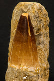 07904 - Top Quality 1.76 Inch Mosasaur (Prognathodon anceps) Tooth in Matrix Late Cretaceous