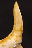 07905 - Collector Grade 4.15 Inch Sabre-Toothed Fish (Enchodus libycus) Upper Jaw With Fang