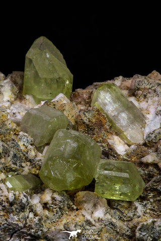 20863 -  Lustrous Yellow Green Apatite Crystals on Feldspar Matrix - Imilchil (Morocco)
