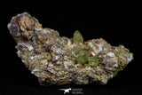 20863 -  Lustrous Yellow Green Apatite Crystals on Feldspar Matrix - Imilchil (Morocco)