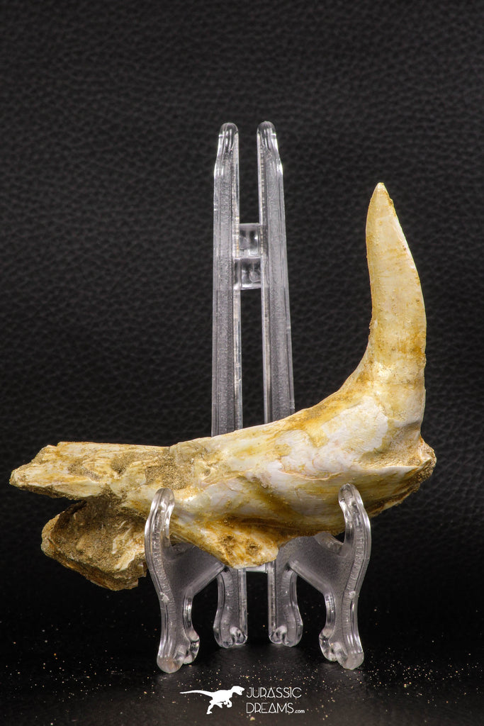 07905 - Collector Grade 4.15 Inch Sabre-Toothed Fish (Enchodus libycus) Upper Jaw With Fang