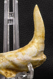 07905 - Collector Grade 4.15 Inch Sabre-Toothed Fish (Enchodus libycus) Upper Jaw With Fang