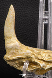 07905 - Collector Grade 4.15 Inch Sabre-Toothed Fish (Enchodus libycus) Upper Jaw With Fang