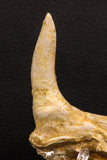 07905 - Collector Grade 4.15 Inch Sabre-Toothed Fish (Enchodus libycus) Upper Jaw With Fang