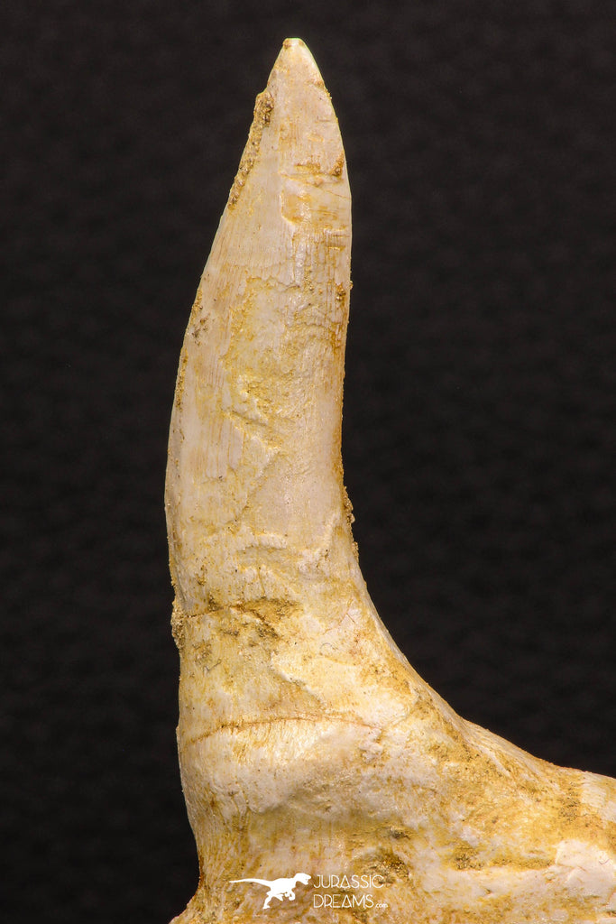Collector Grade 4.15 Inch Sabre-Toothed Fish (Enchodus libycus) Upper ...