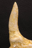 07905 - Collector Grade 4.15 Inch Sabre-Toothed Fish (Enchodus libycus) Upper Jaw With Fang