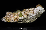 20863 -  Lustrous Yellow Green Apatite Crystals on Feldspar Matrix - Imilchil (Morocco)