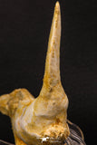 07905 - Collector Grade 4.15 Inch Sabre-Toothed Fish (Enchodus libycus) Upper Jaw With Fang