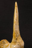 07905 - Collector Grade 4.15 Inch Sabre-Toothed Fish (Enchodus libycus) Upper Jaw With Fang