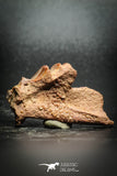 77150 - Rare 1.44 Inch Neoceratodus africanus Tooth From Kem Kem Basin