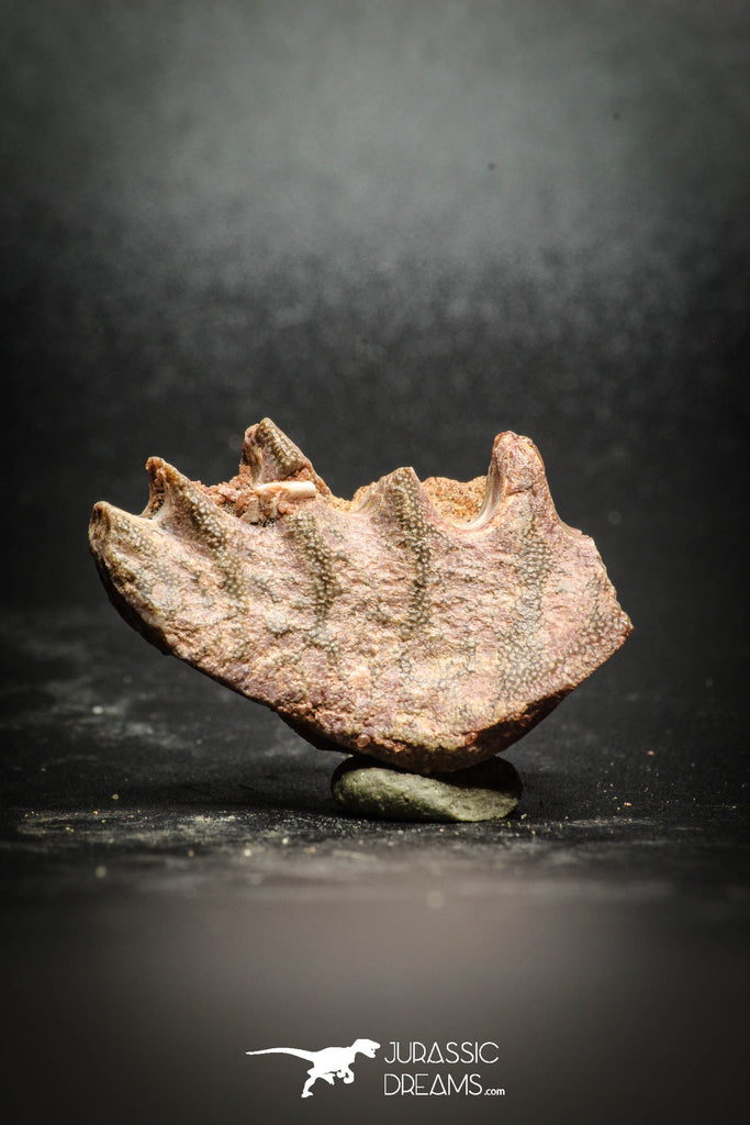 77151 - Rare 1.40 Inch Neoceratodus africanus Tooth From Kem Kem Basin