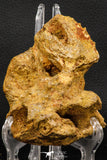 07906 - Top Rare 4.27 Inch Unidentified Crocodile Premaxillary Bone Late Cretaceous