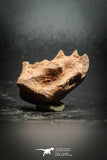 77151 - Rare 1.40 Inch Neoceratodus africanus Tooth From Kem Kem Basin