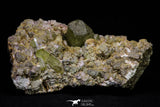 20864 - Lustrous Yellow Green Apatite Crystals on Feldspar Matrix - Imilchil (Morocco)