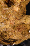 07906 - Top Rare 4.27 Inch Unidentified Crocodile Premaxillary Bone Late Cretaceous
