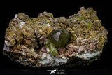 20864 - Lustrous Yellow Green Apatite Crystals on Feldspar Matrix - Imilchil (Morocco)